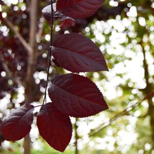 Prunus cerasifera 'Nigra' 12-14 HS